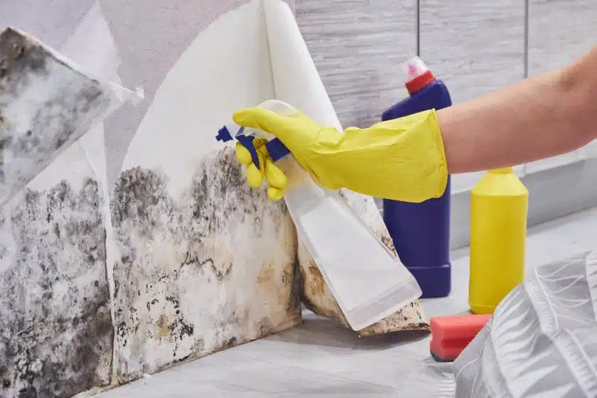 Spraying cleaning supplies on moldy drywall.