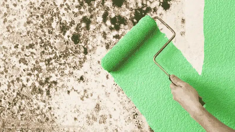 Mold-Resistant Primer